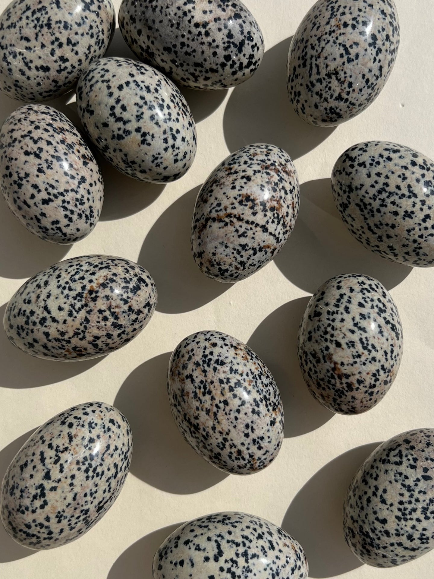 Dalmatian Jasper Shivas (intuitive)